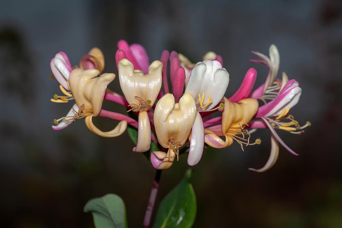 Image of genus Lonicera specimen.