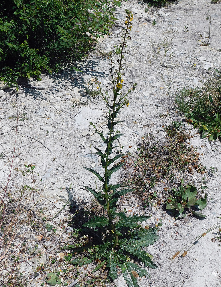 Image of Verbascum blattaria specimen.