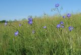 Linum austriacum