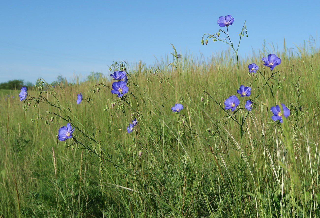 Image of Linum austriacum specimen.