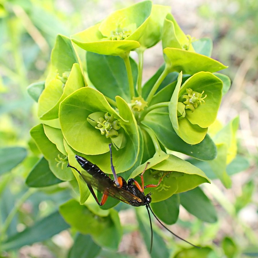 Image of Euphorbia esula specimen.