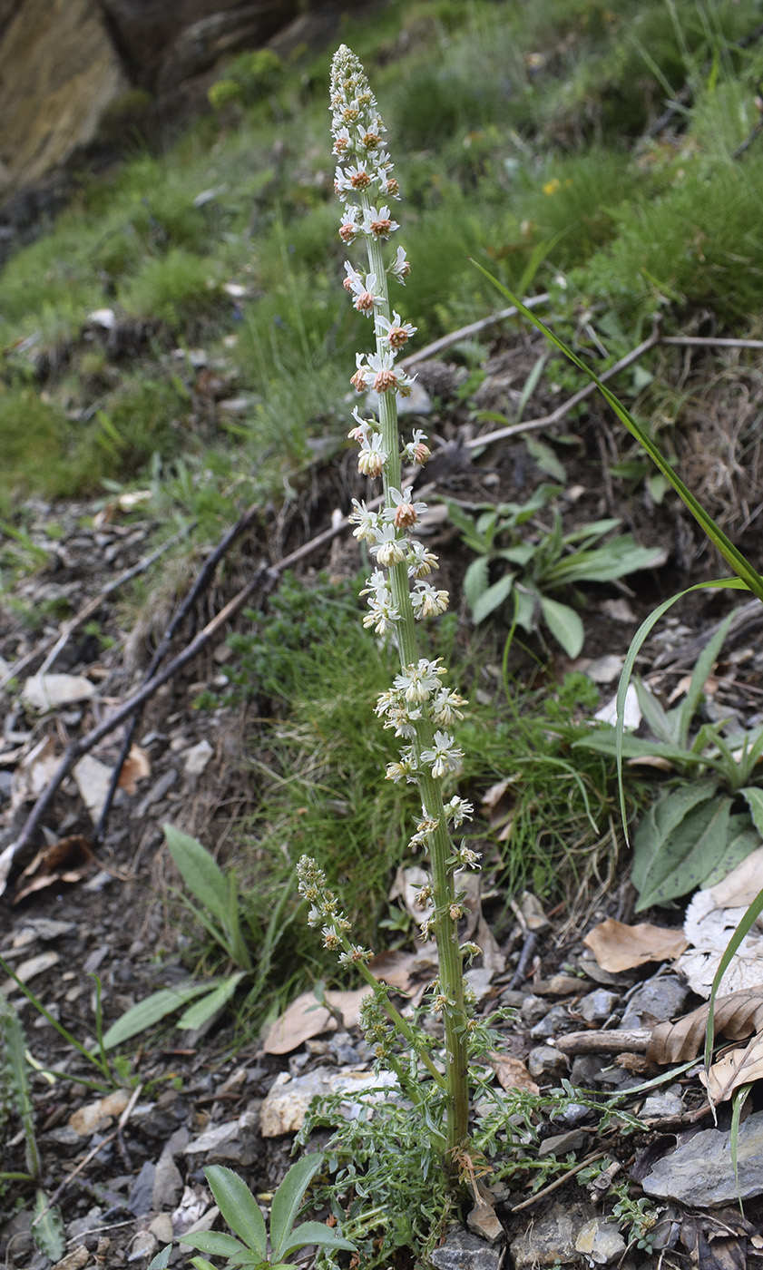 Image of Reseda alba specimen.