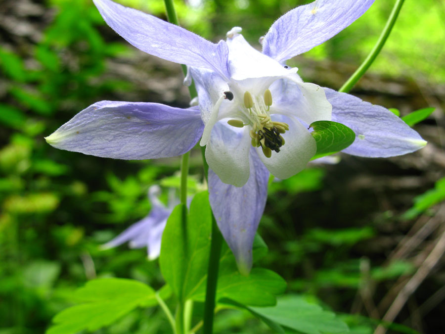 Изображение особи Aquilegia olympica.