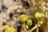 Rhodiola heterodonta