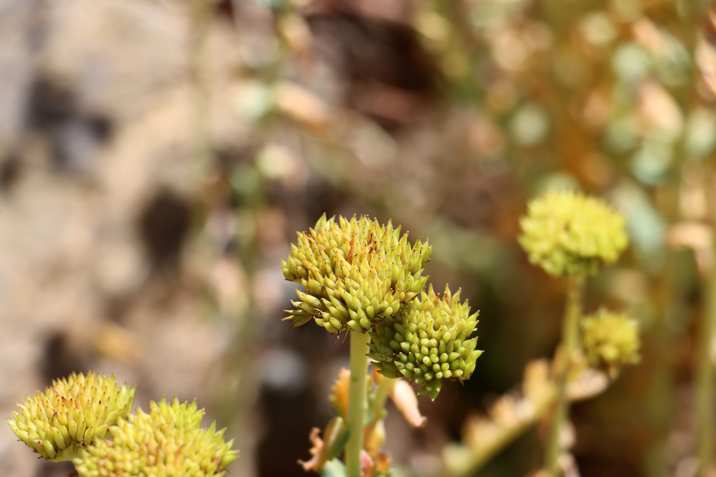 Image of Rhodiola heterodonta specimen.