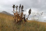 Veratrum lobelianum