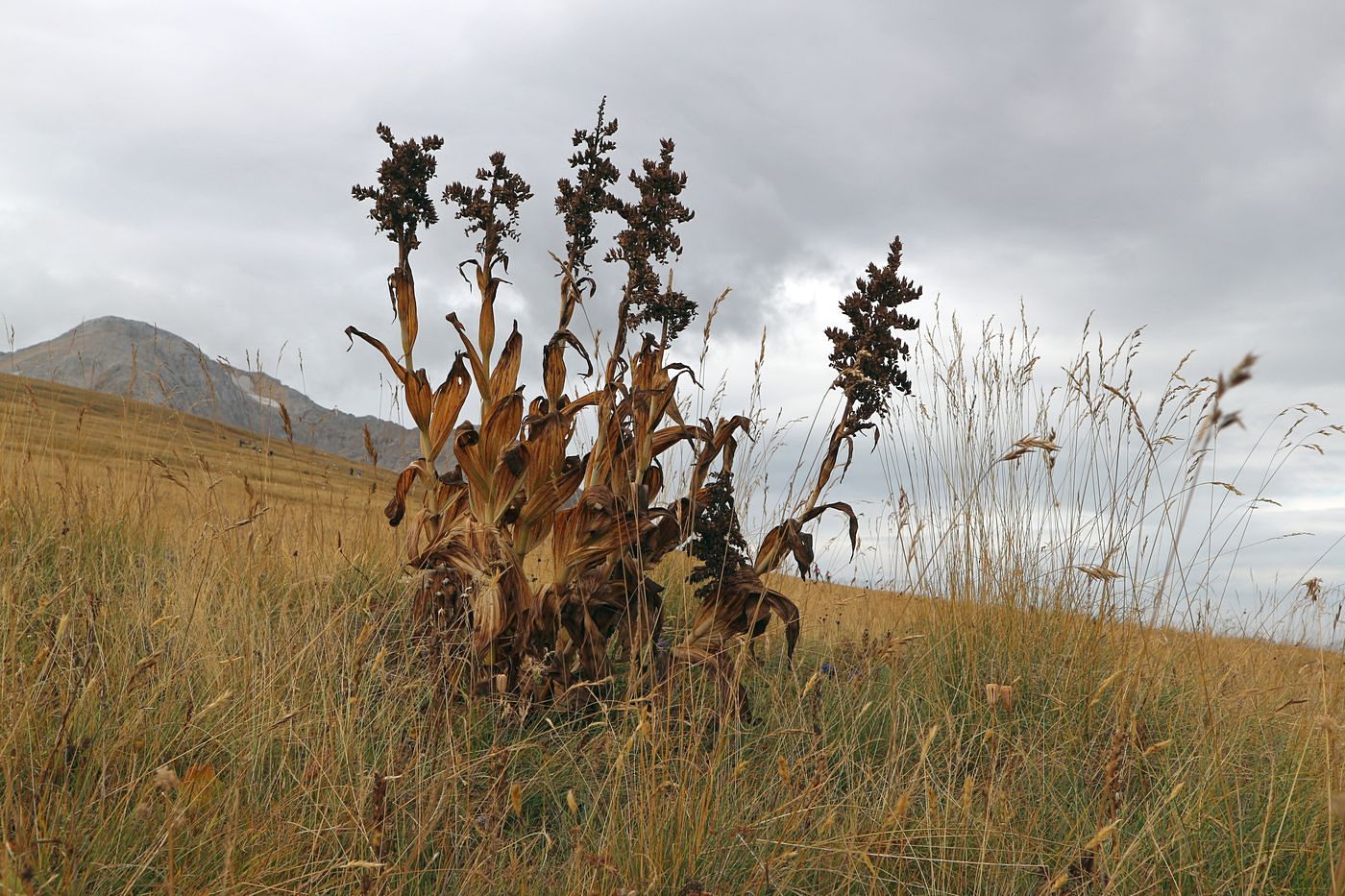 Изображение особи Veratrum lobelianum.