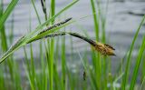 Carex acuta