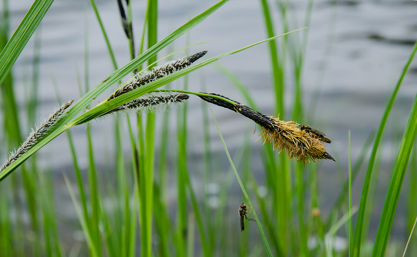 Изображение особи Carex acuta.