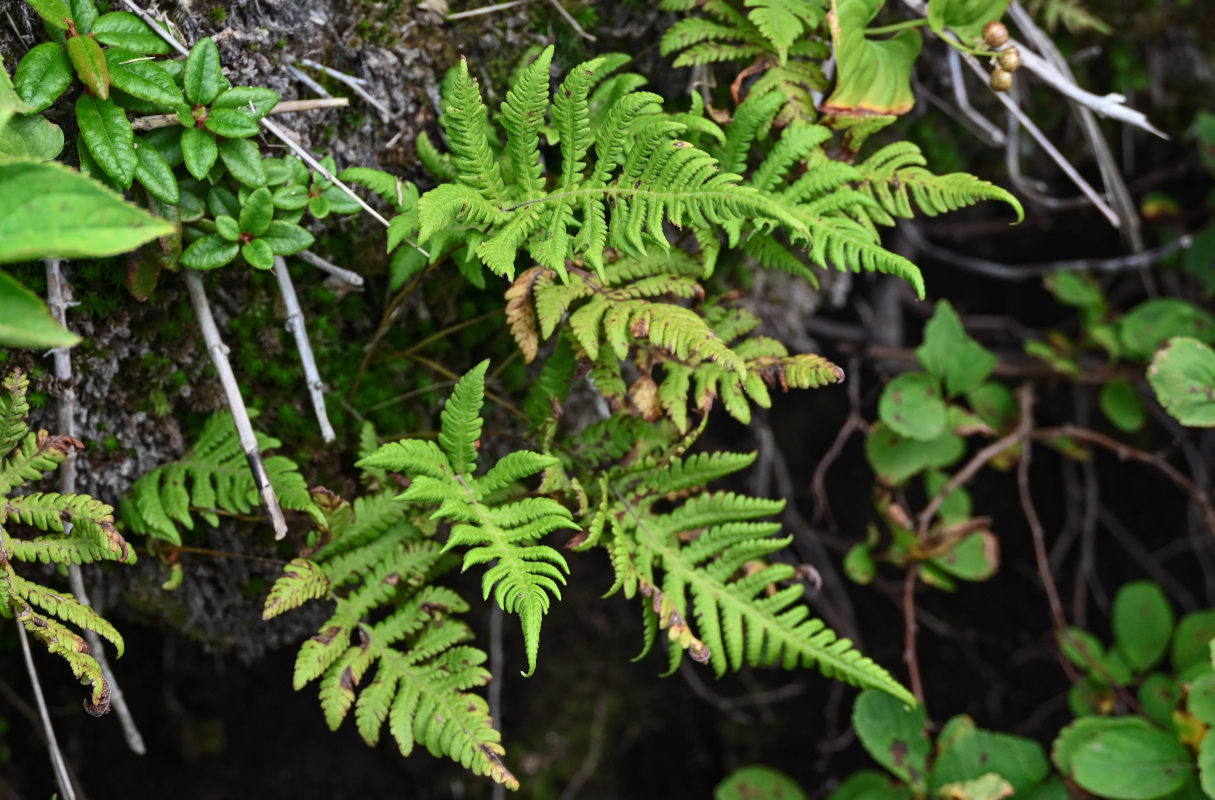 Изображение особи Phegopteris connectilis.