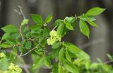 Ulmus pumila