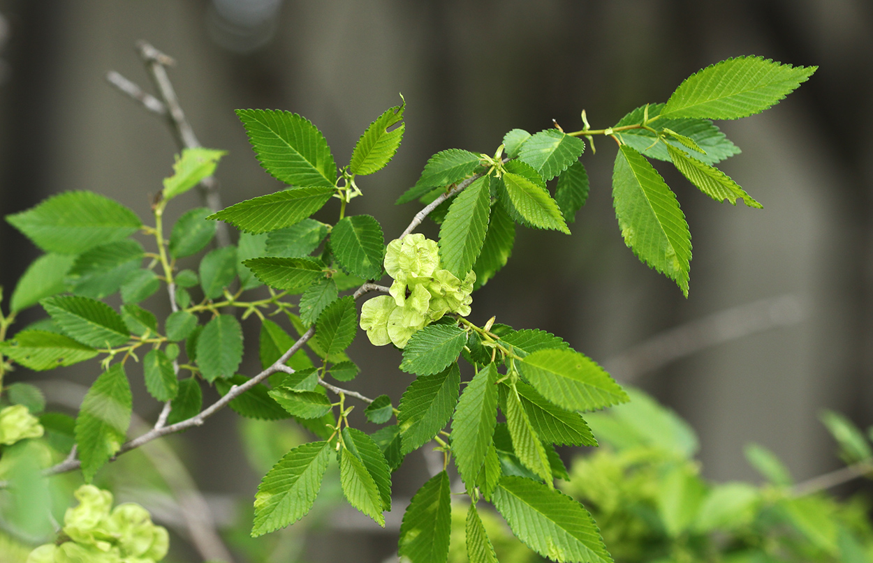 Изображение особи Ulmus pumila.