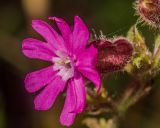 Melandrium dioicum