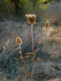 Daucus carota