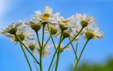 Pyrethrum corymbosum. Часть общего соцветия. Оренбургская обл., Кувандыкский гор. округ, заповедник \"Шайтан-Тау\", долина р. Сакмара, подножие лугового склона. 05.07.2023.