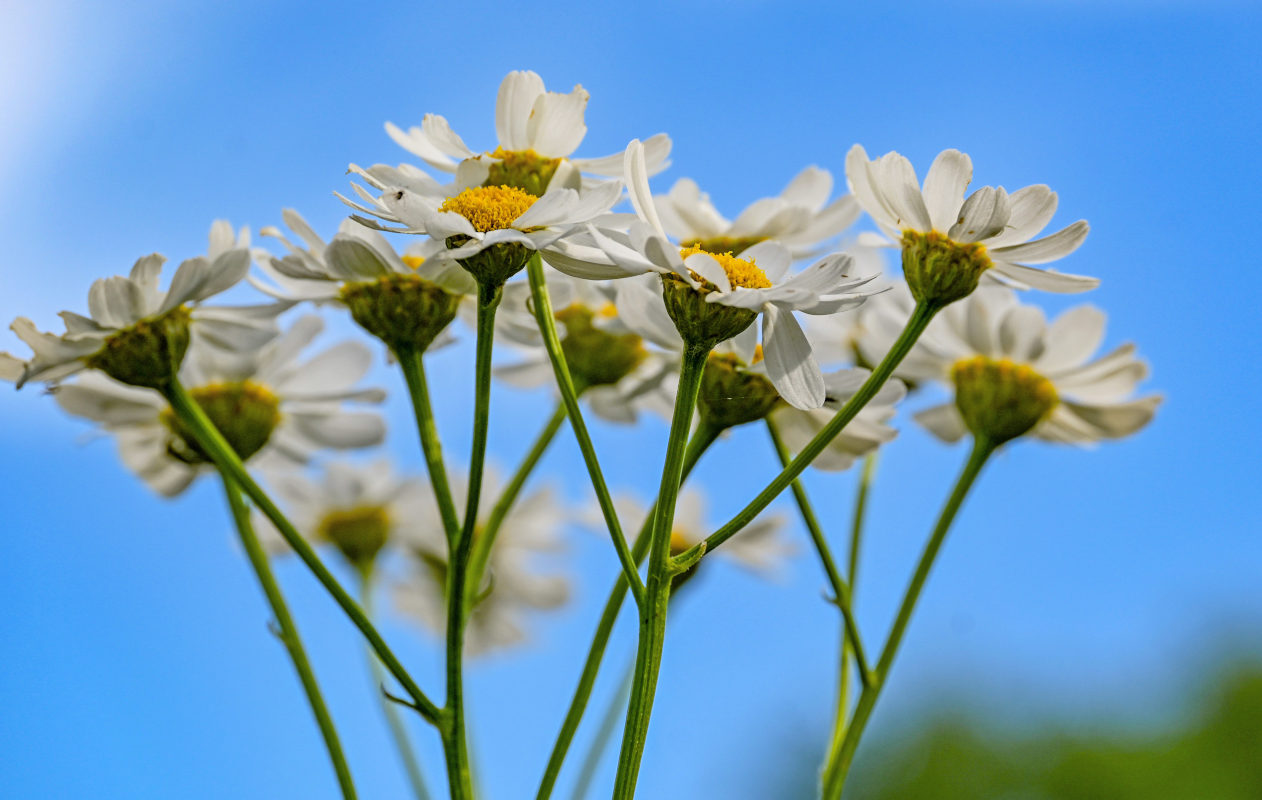 Изображение особи Pyrethrum corymbosum.