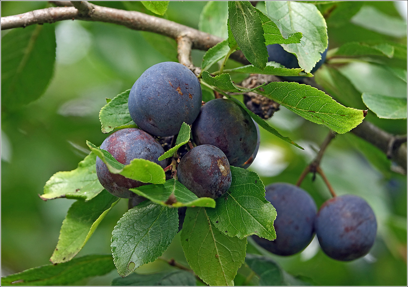 Изображение особи Prunus spinosa.