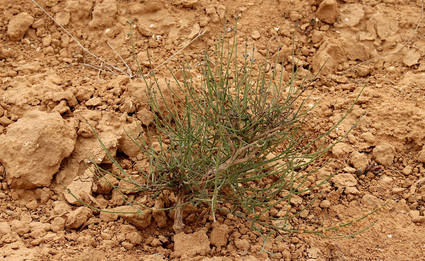 Image of Salvia aegyptiaca specimen.