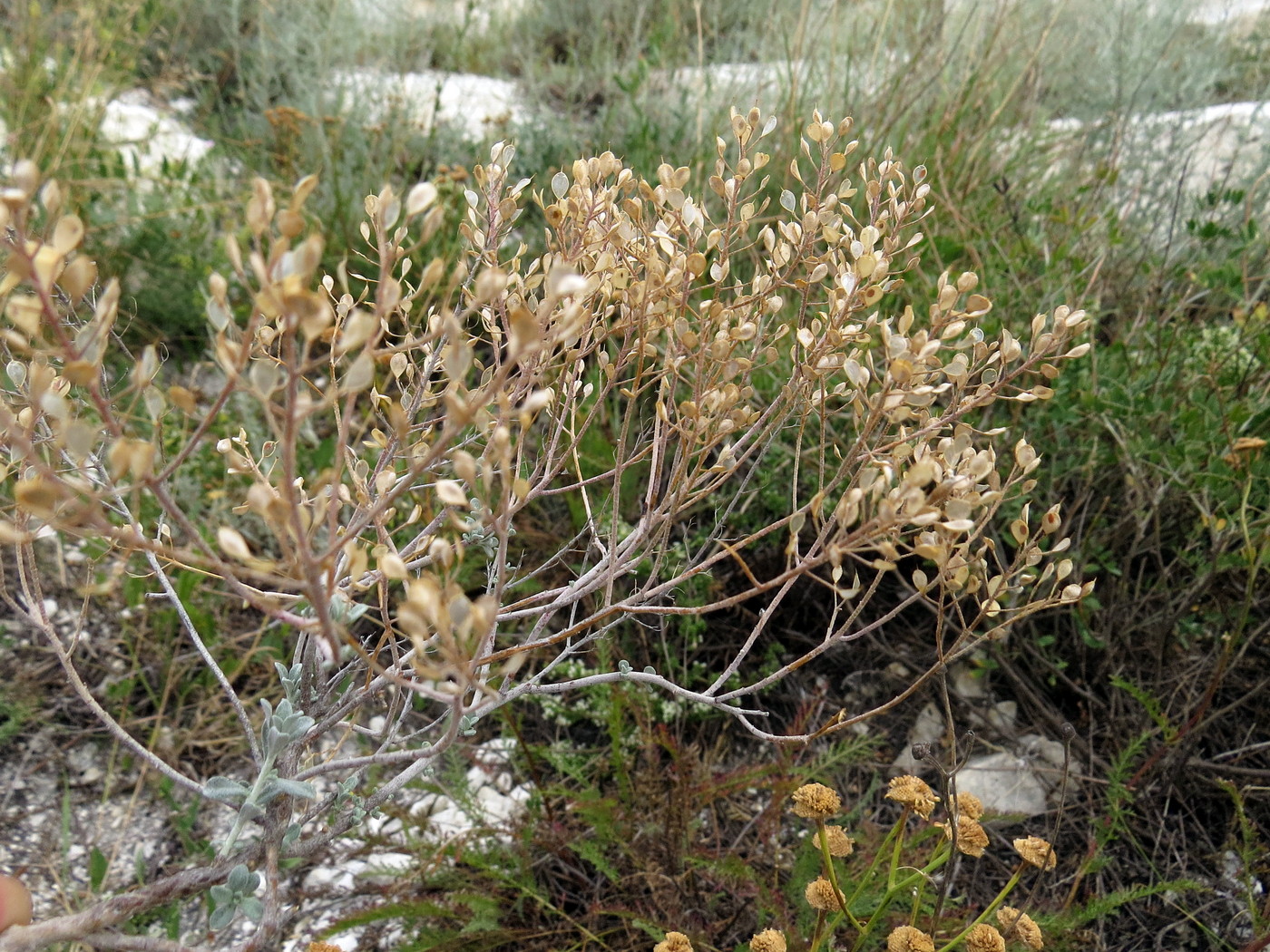 Image of Odontarrhena tortuosa specimen.