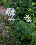 Saponaria officinalis