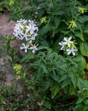 Saponaria officinalis. Цветущее растение. Оренбургская обл., г. Орск, в культуре. 03.07.2023.