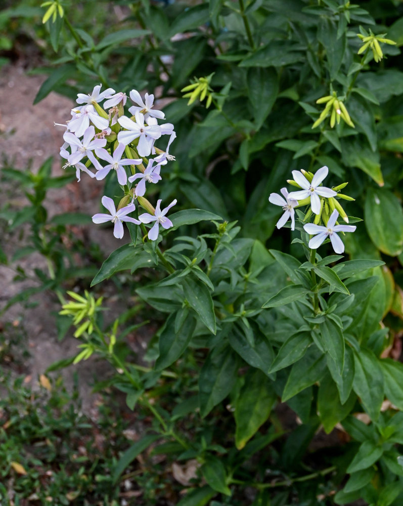 Изображение особи Saponaria officinalis.