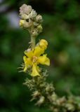 Verbascum phlomoides. Цветок и бутоны. Северная Осетия, Алагирский р-н, Куртатинское ущелье, Кадаргаванский каньон, луговой склон. 23.07.2022.