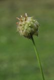 Trifolium fragiferum