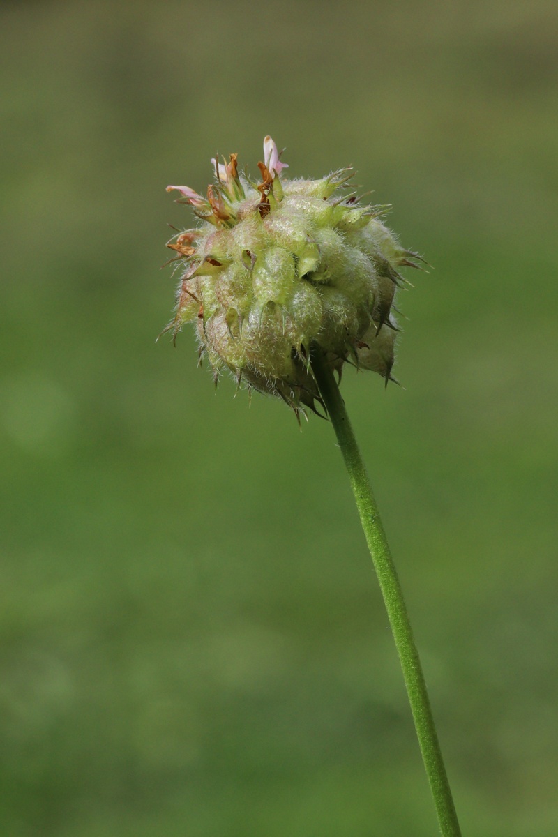Изображение особи Trifolium fragiferum.