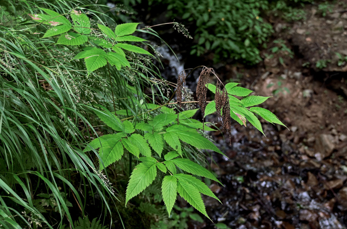 Image of Aruncus dioicus specimen.