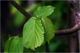 Corylus avellana. Молодые листья. Московская обл., Раменский р-н, окр. ж.-д. платформы Хрипань, смешанный лес у ЛЭП. 06.05.2024.