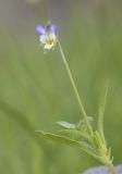 Viola occulta