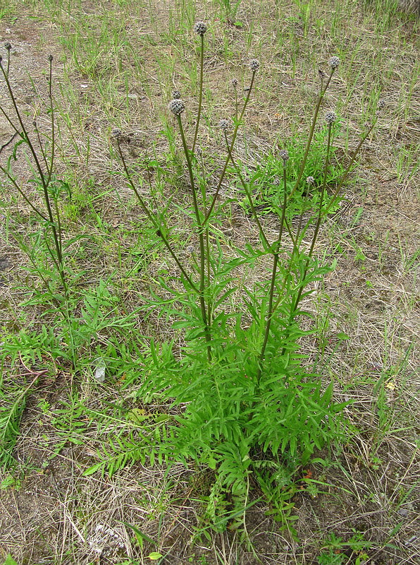 Изображение особи Centaurea scabiosa.