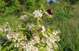 Pyracantha coccinea. Верхушка цветущего растения с кормящимися и спаривающимися жуками. Краснодарский край, г. Новороссийск, дендропарк. 18.05.2024.