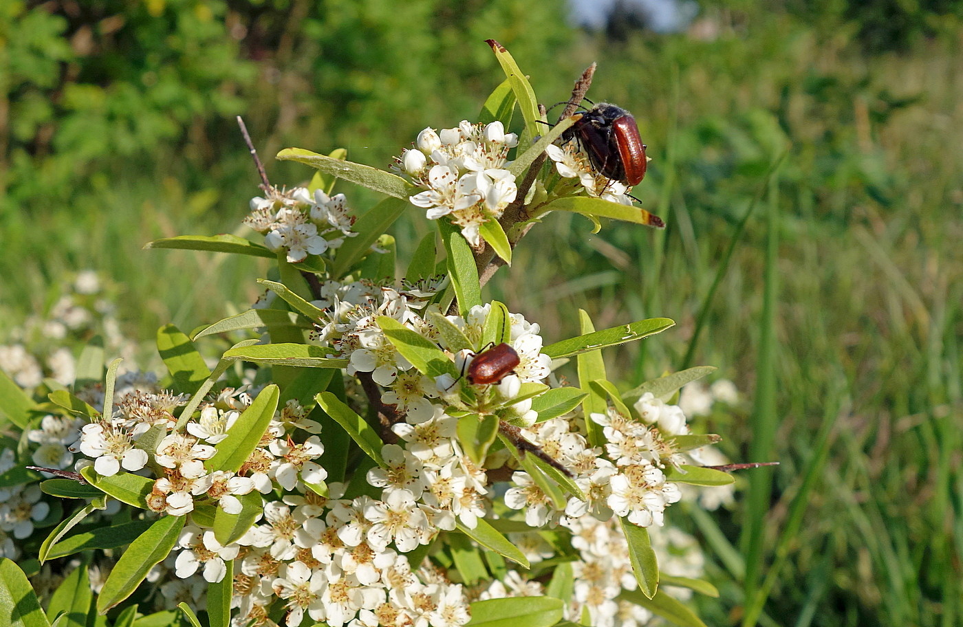 Image of Pyracantha coccinea specimen.
