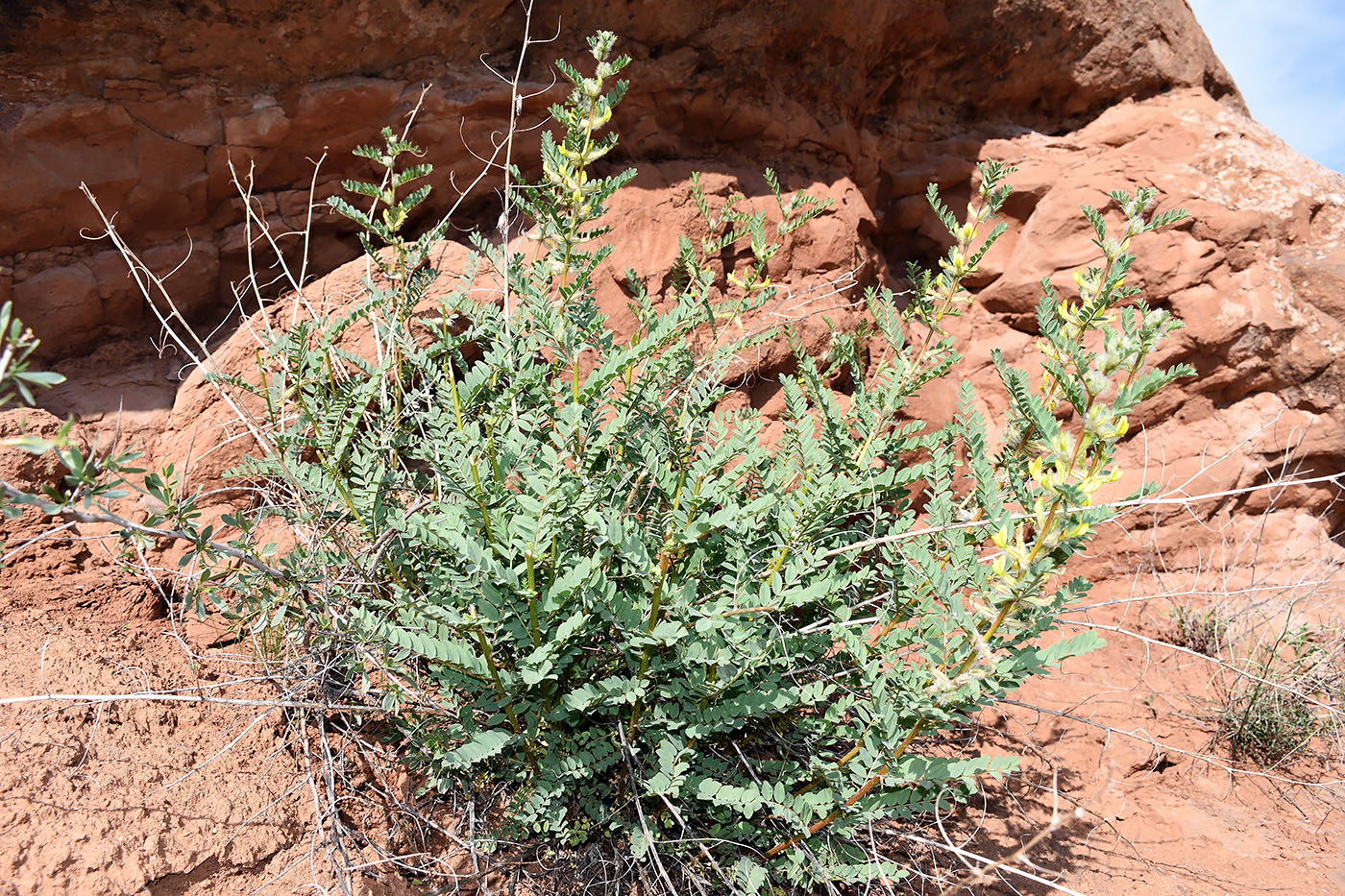 Image of Astragalus baissunensis specimen.