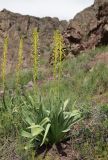 Eremurus fuscus
