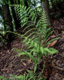 Woodwardia japonica