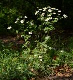 Pyrethrum parthenifolium