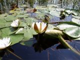 Nymphaea × borealis. Цветущая группировка растения. Ярославская обл., Некоузский р-н, пос. Борок, Рыбинское водохранилище, протока Красный ручей. 08.07.2007.