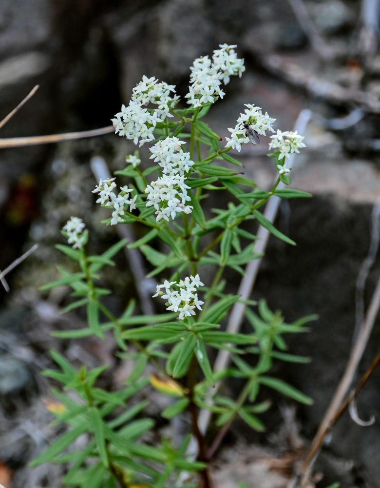 Image of Galium boreale specimen.