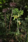 Vicia ciliatula