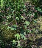 Arctium minus. Цветущее и плодоносящее растение. Московская обл., окр. г. Железнодорожный, долина р. Чёрная, залежь. 26.08.2024.