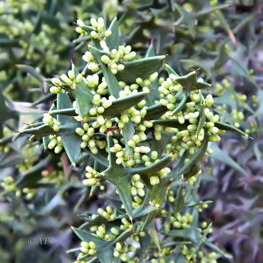 Изображение особи Colletia paradoxa.