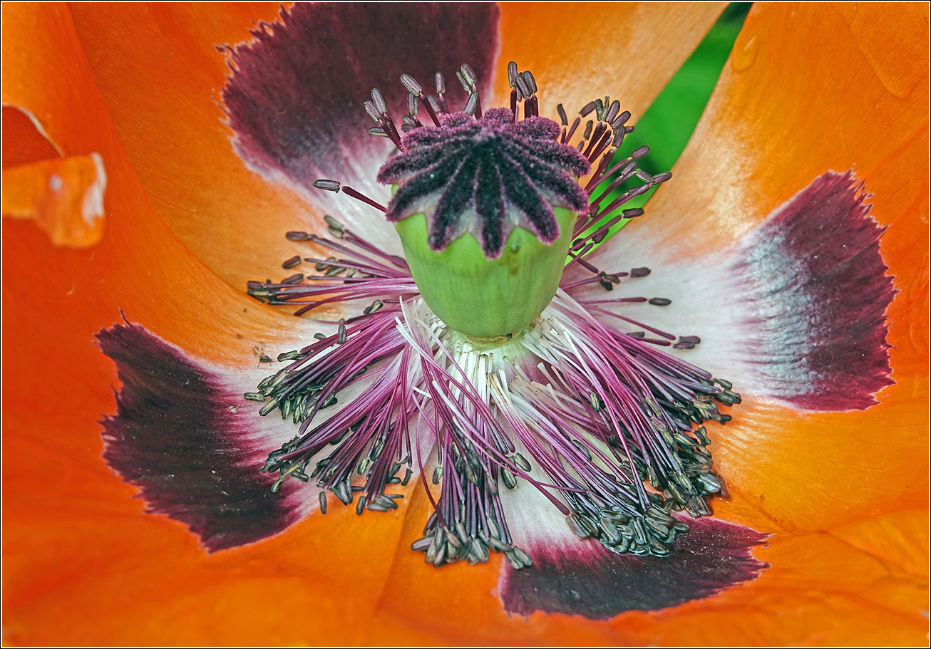 Image of Papaver setiferum specimen.