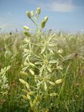 Ornithogalum pyrenaicum