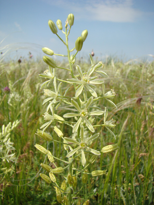 Image of Ornithogalum pyrenaicum specimen.