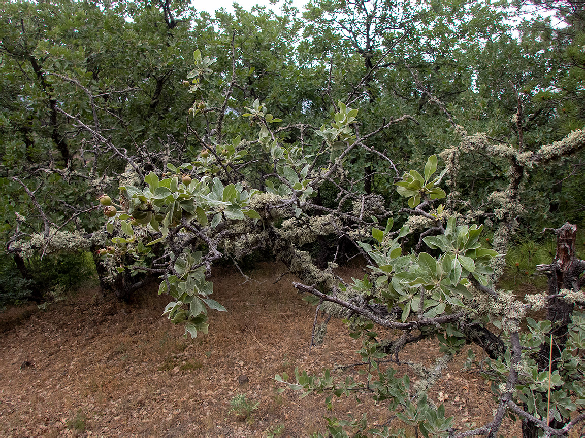 Image of Pyrus elaeagrifolia specimen.