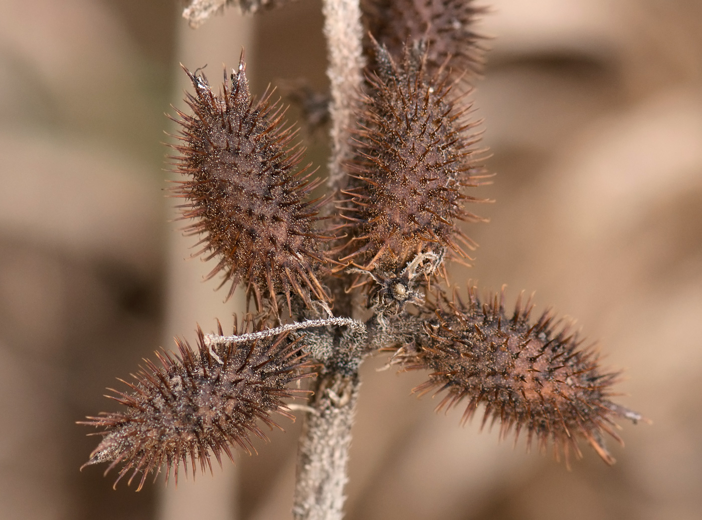 Image of Xanthium orientale specimen.