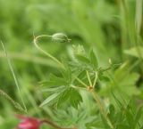 Geranium sanguineum
